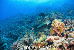 Photo taken in Hawaii... Diving out of Kona... by Jeremy Conklin 
